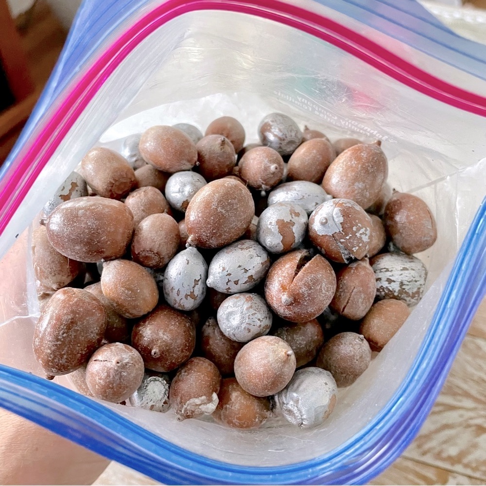 🍁Real Acorns for Fall Decor🍁~ over 1lb!